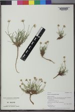 Erigeron nematophyllus image