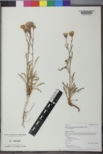 Chaenactis douglasii var. douglasii image