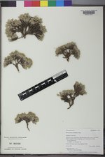 Paronychia sessiliflora image