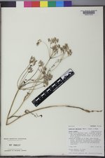 Lomatium ambiguum image