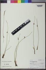 Juncus balticus subsp. balticus image