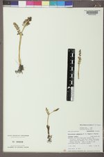 Botrychium campestre image