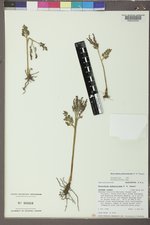Botrychium pedunculosum image