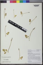 Botrychium simplex var. compositum image