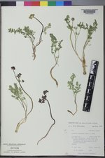Lomatium cous image