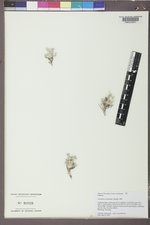 Astragalus proimanthus image