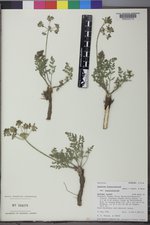 Lomatium foeniculaceum image