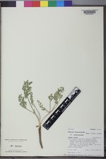 Lomatium foeniculaceum var. foeniculaceum image