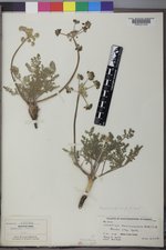 Lomatium foeniculaceum var. foeniculaceum image