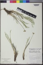 Lomatium nuttallii image