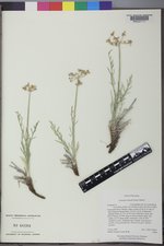 Lomatium nuttallii image