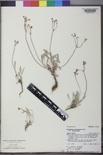 Eriogonum brevicaule var. brevicaule image