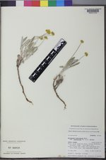 Eriogonum brevicaule image