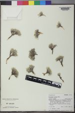 Eriogonum acaule image