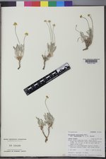 Eriogonum brevicaule var. laxifolium image