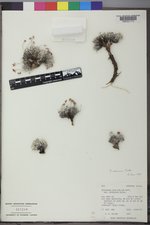 Eriogonum mancum image