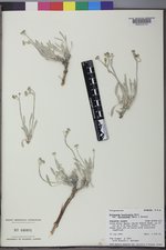 Eriogonum brevicaule var. micranthum image