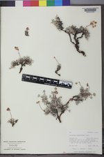 Eriogonum caespitosum image