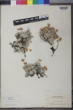 Eriogonum caespitosum image