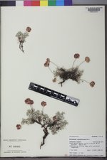 Eriogonum caespitosum image