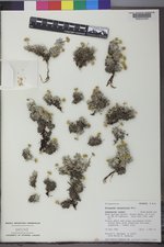 Eriogonum caespitosum image