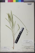 Lomatium triternatum var. platycarpum image