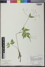 Osmorhiza depauperata image