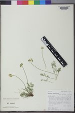 Musineon tenuifolium image