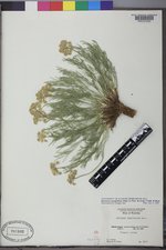 Musineon tenuifolium image