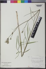 Perideridia gairdneri subsp. borealis image