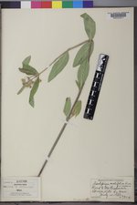 Asclepias ovalifolia image
