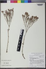 Eriogonum microtheca var. effusum image