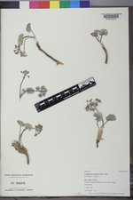 Cymopterus basalticus image