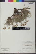Eriogonum exilifolium image