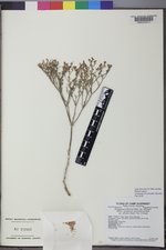 Eriogonum microtheca var. effusum image