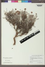 Eriogonum pauciflorum image