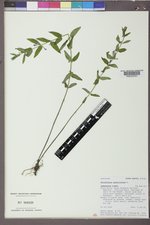 Scutellaria galericulata image