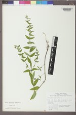 Scutellaria galericulata image