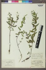 Scutellaria galericulata image