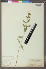 Scutellaria galericulata image