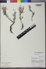 Eriogonum microthecum var. laxiflorum image