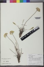 Eriogonum flavum var. flavum image