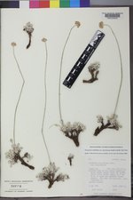 Eriogonum ovalifolium var. ochroleucum image