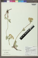 Eriogonum heracleoides image