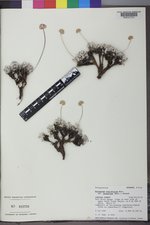 Eriogonum ovalifolium var. purpureum image