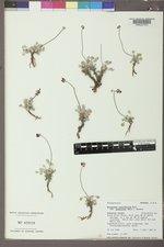 Eriogonum ovalifolium image