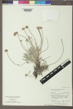 Eriogonum pauciflorum image