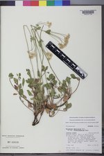 Eriogonum umbellatum var. desereticum image