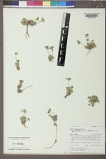 Draba paysonii var. treleasii image