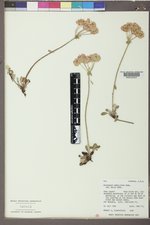 Eriogonum umbellatum var. majus image